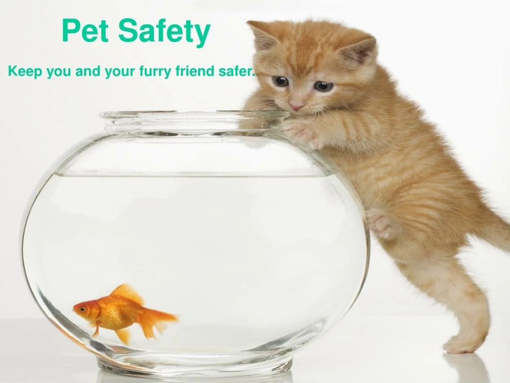 pet safety n.