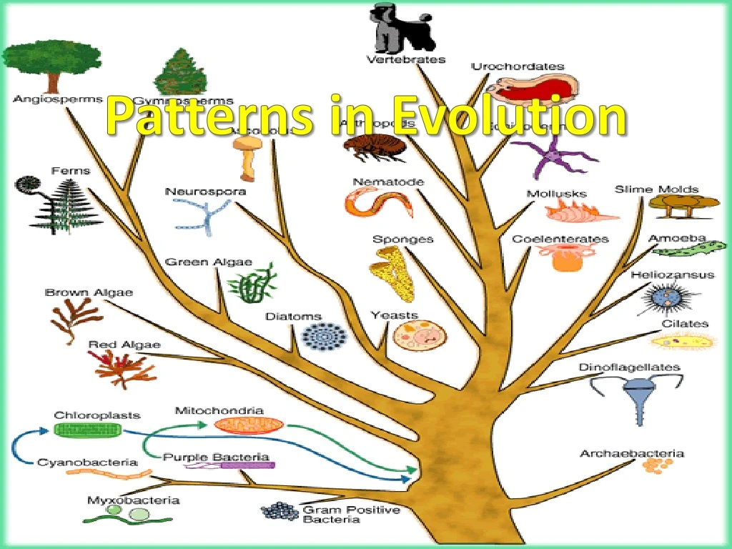 patterns in evolution n.
