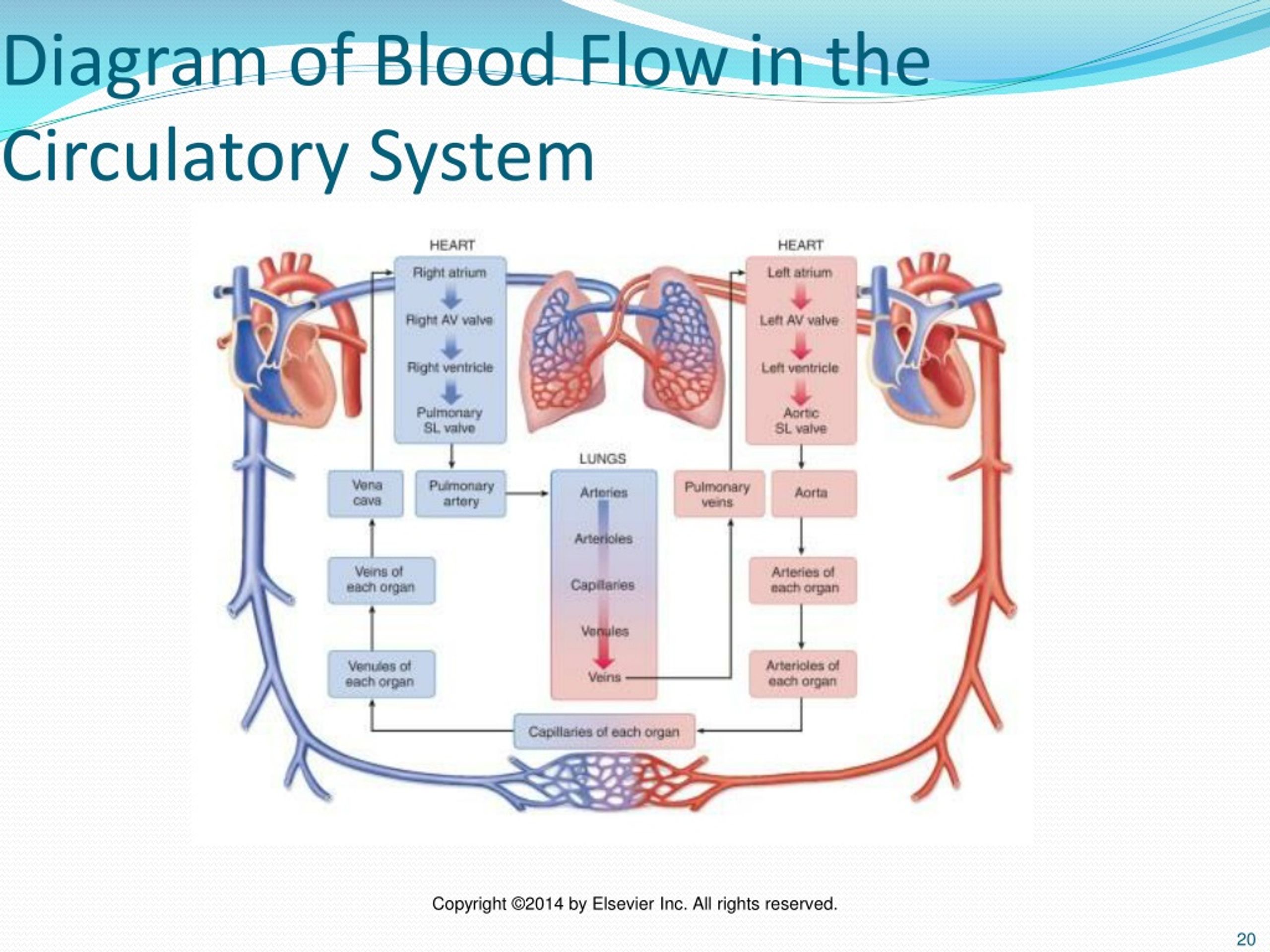 Circulatory System Blood Flow Diagram