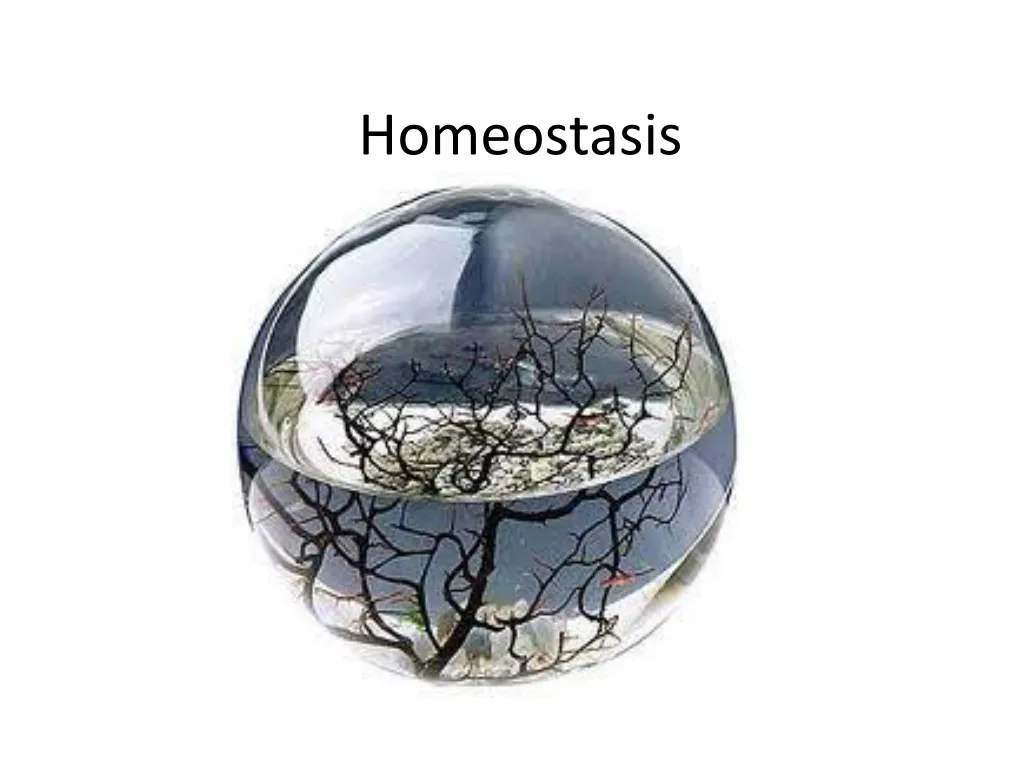 homeostasis n.