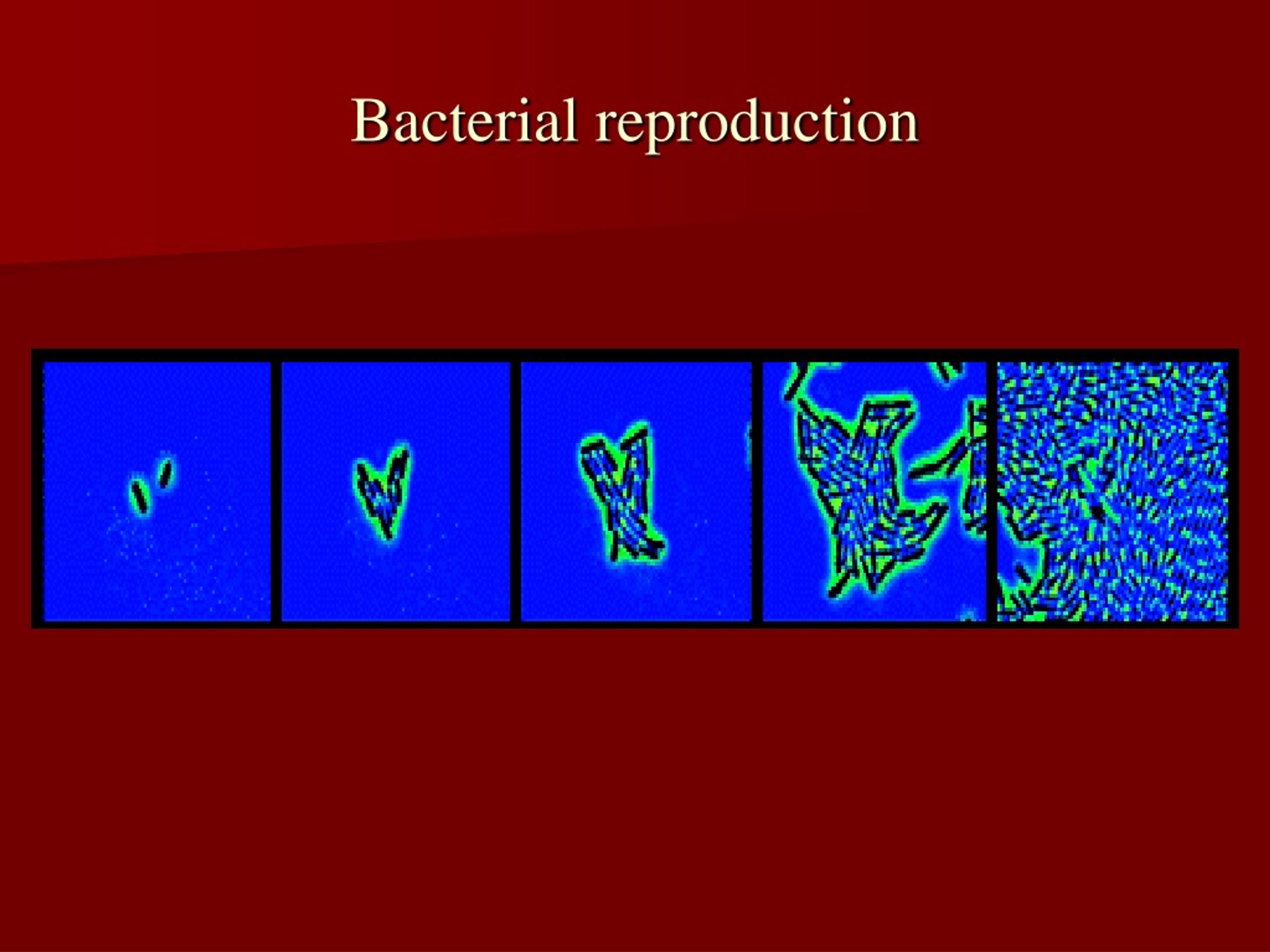 PPT - Microbiology PowerPoint Presentation, free download - ID:576964