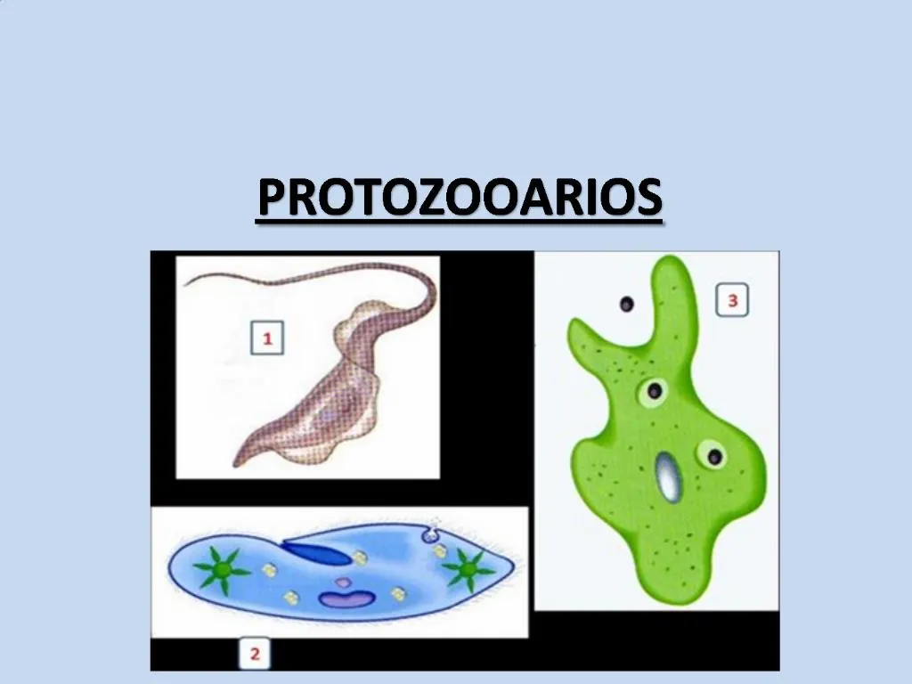 PPT - PROTOZOOARIOS PowerPoint Presentation, free download - ID:580629