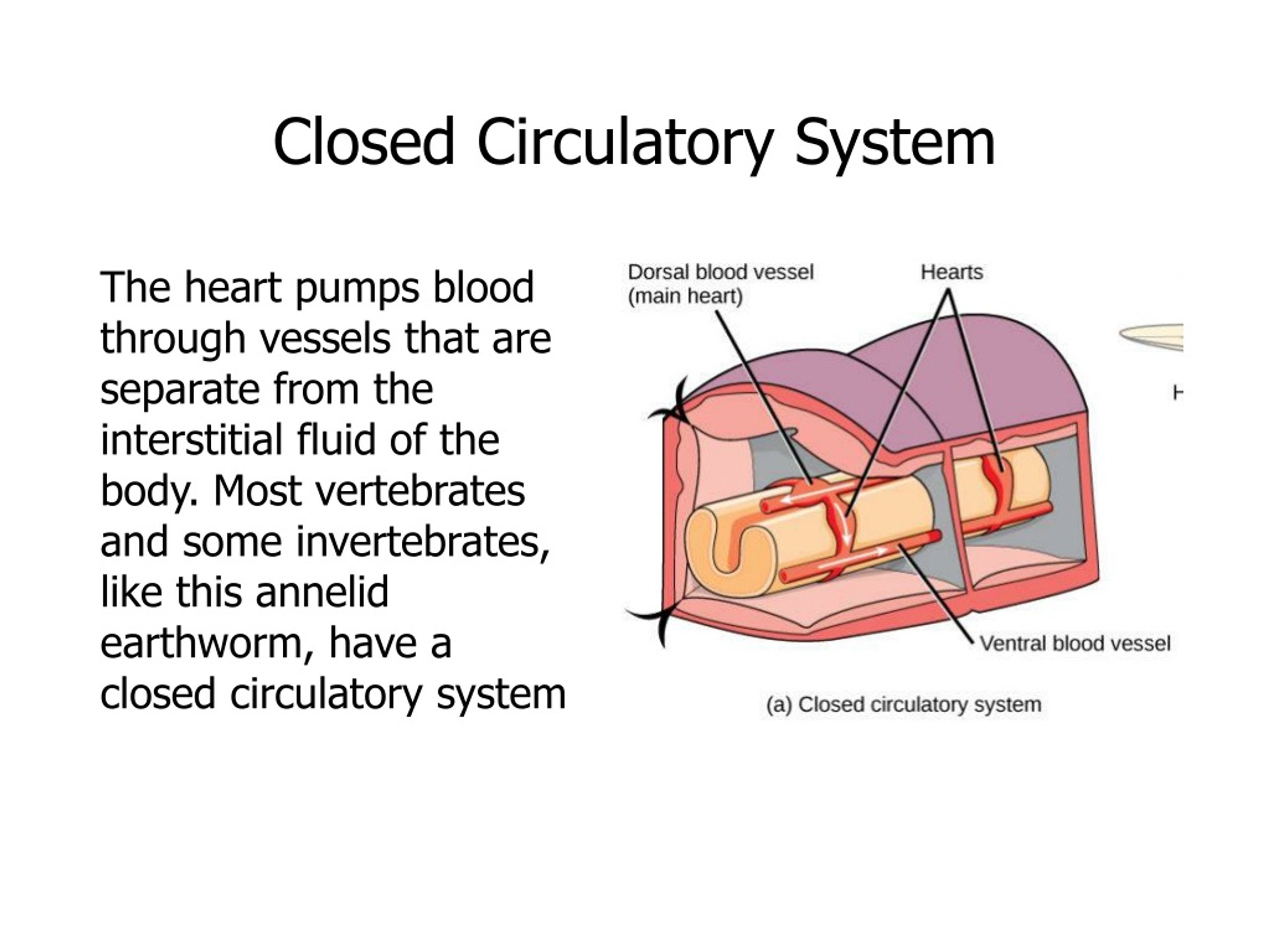 PPT - Circulatory System PowerPoint Presentation, free download - ID:581595
