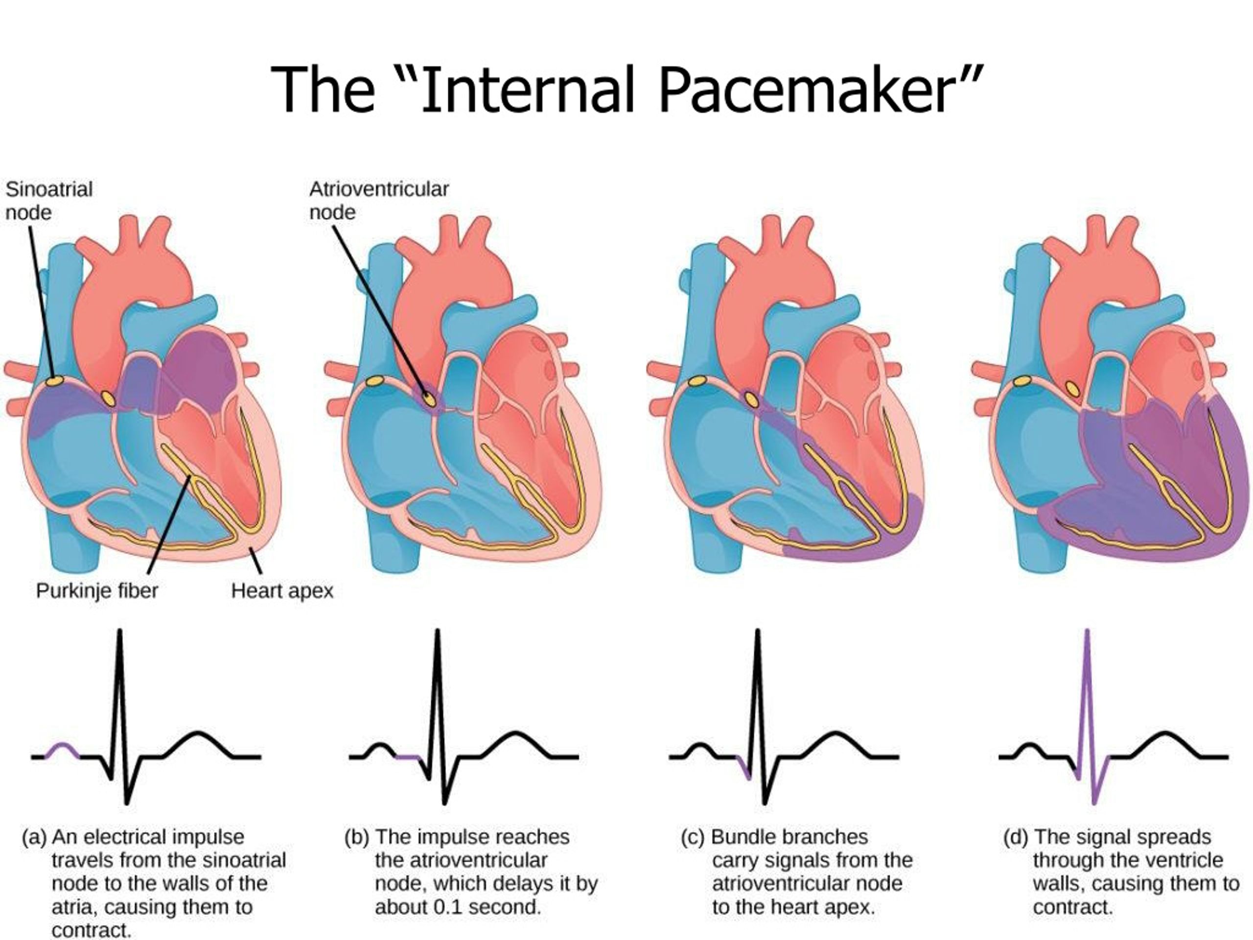 PPT - Circulatory System PowerPoint Presentation, free download - ID:581595