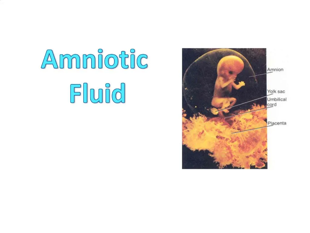 function of amniotic fluid