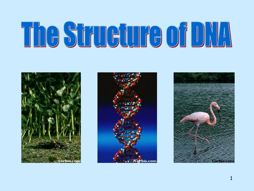 the structure of dna n.