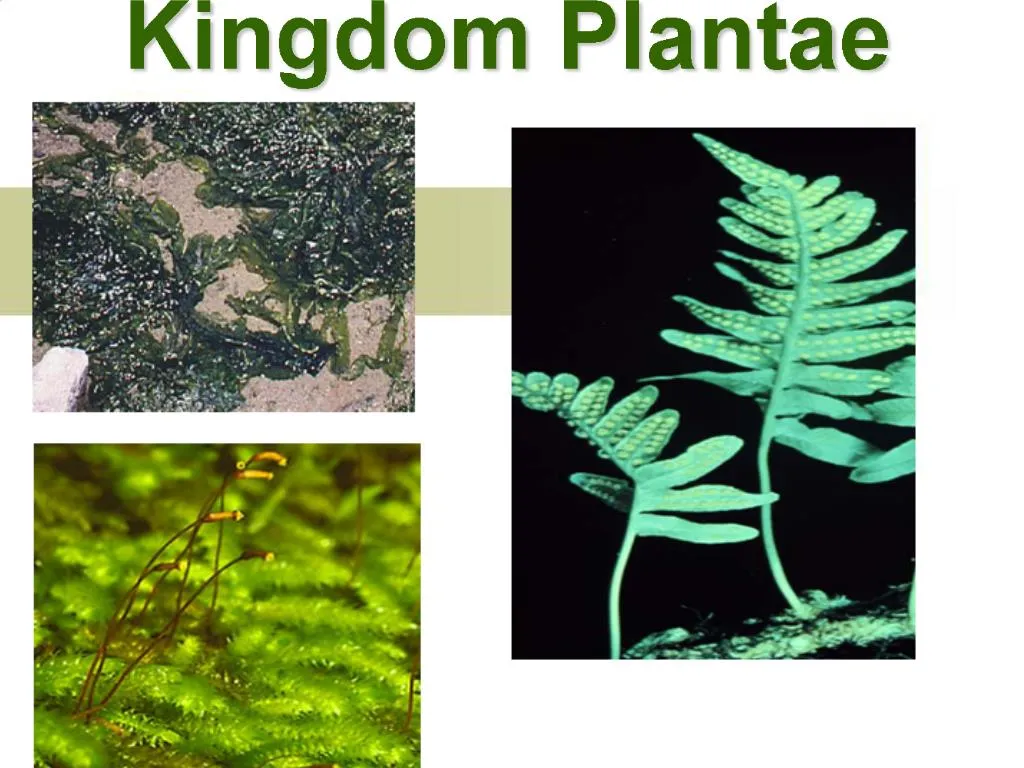 PPT - Kingdom Plantae PowerPoint Presentation, Free Download - ID:583145