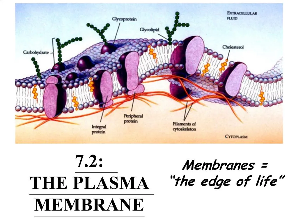 Ppt 72 The Plasma Membrane Powerpoint Presentation Free Download Id592954 1190