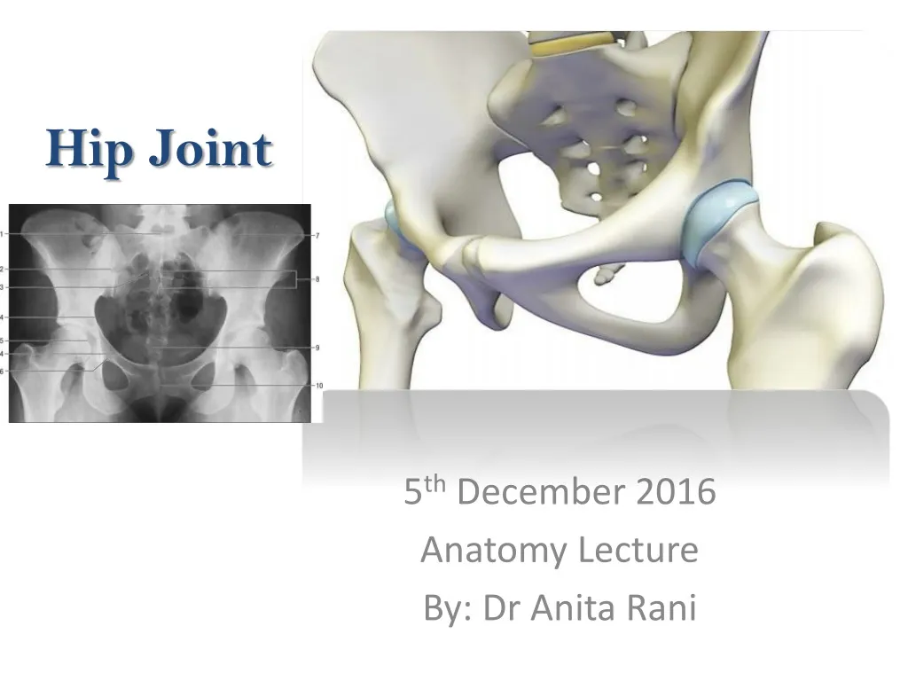 Ppt Hip Joint Powerpoint Presentation Free Download Id 625741