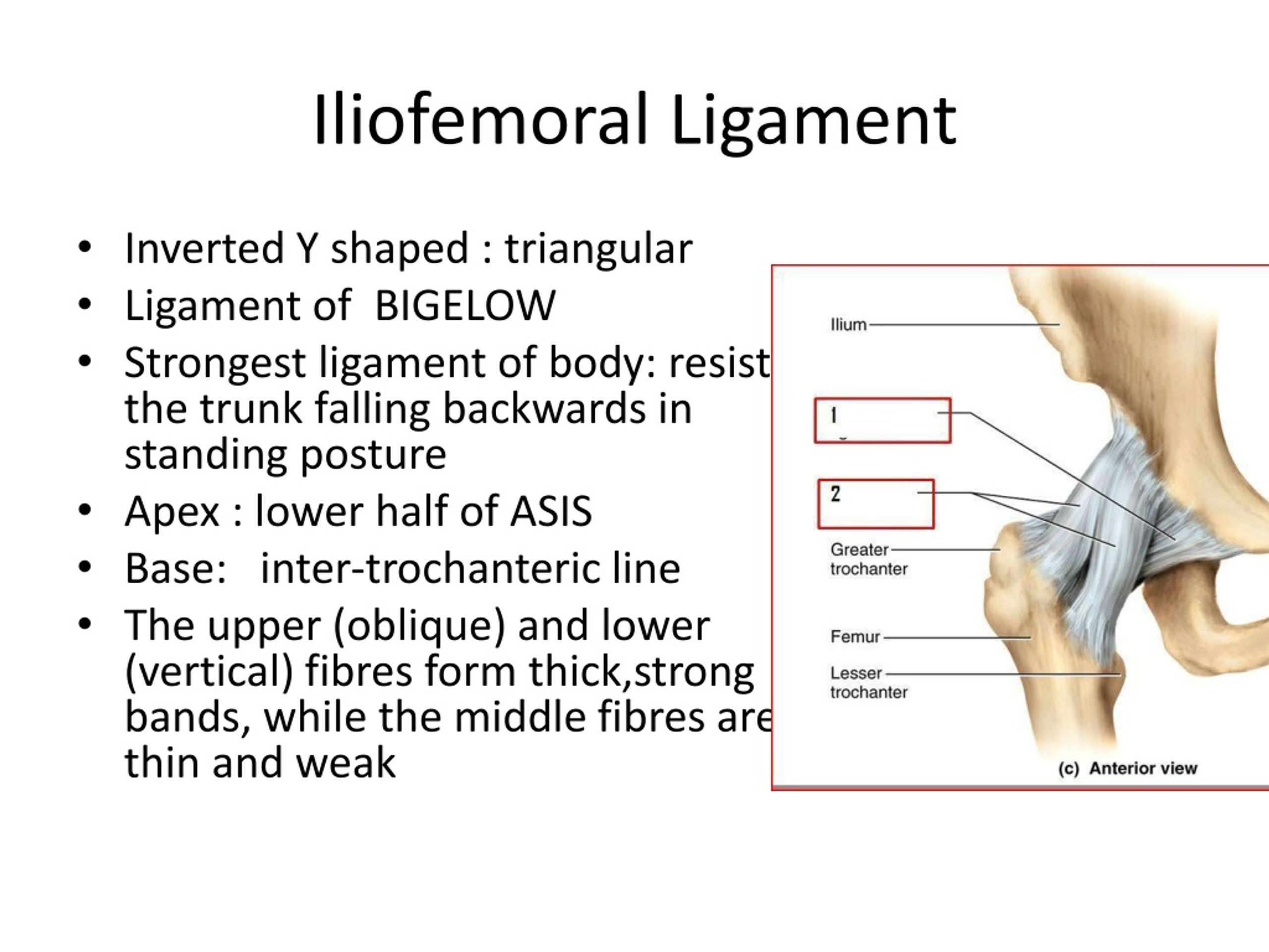 PPT - Hip Joint PowerPoint Presentation, free download - ID:625741