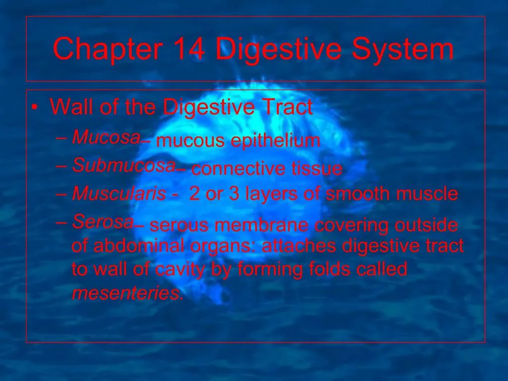 PPT - Chapter 14 Digestive System PowerPoint Presentation, free ...