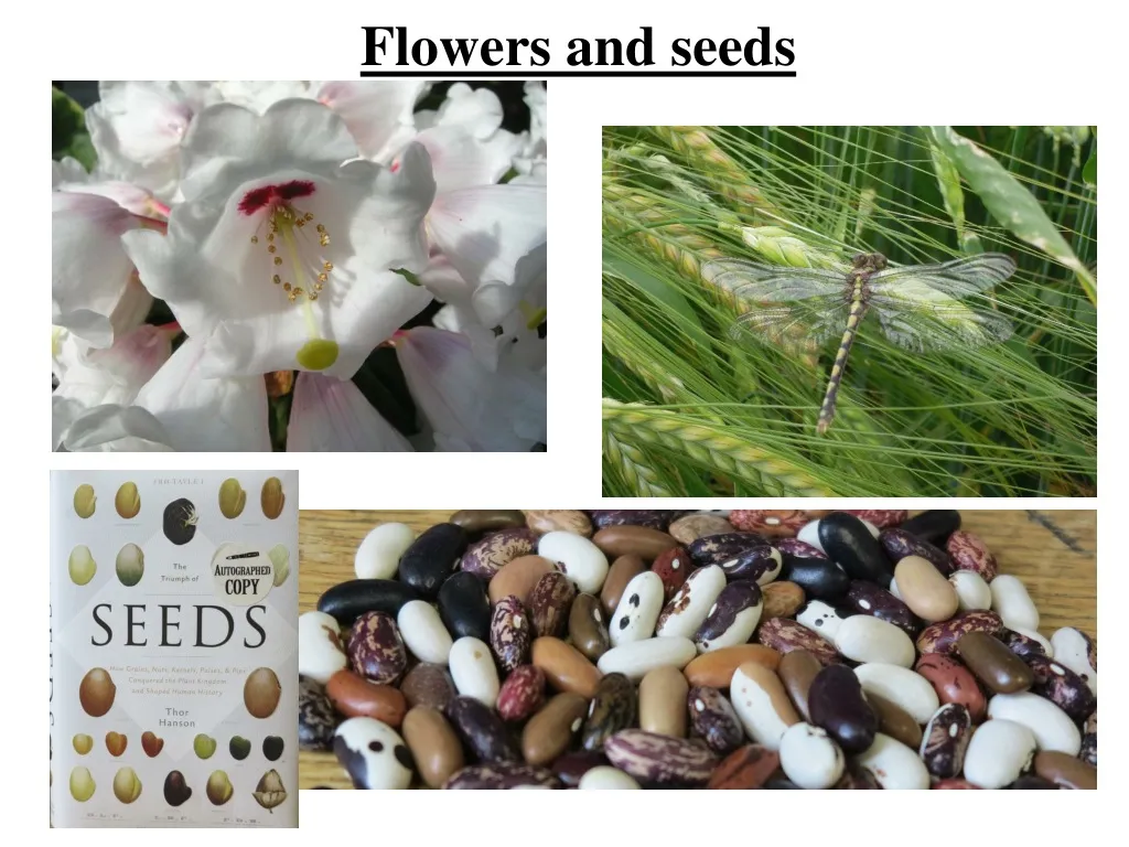 flowers and seeds n.