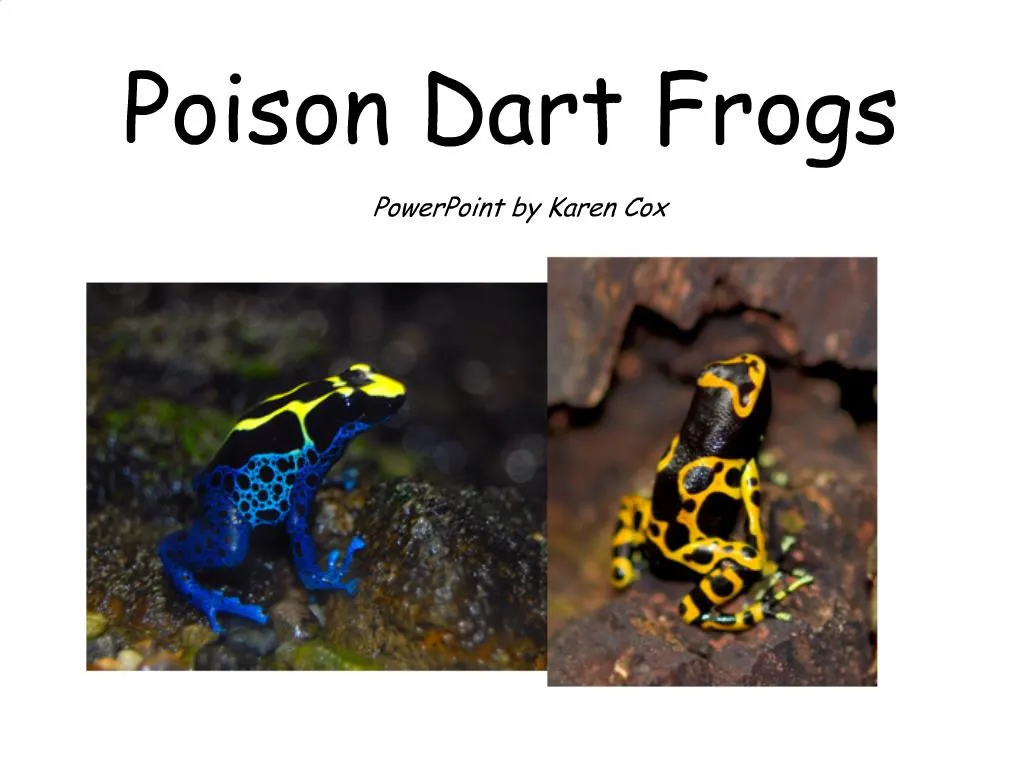 PPT - Poison Dart Frogs PowerPoint Presentation, free download - ID:631159