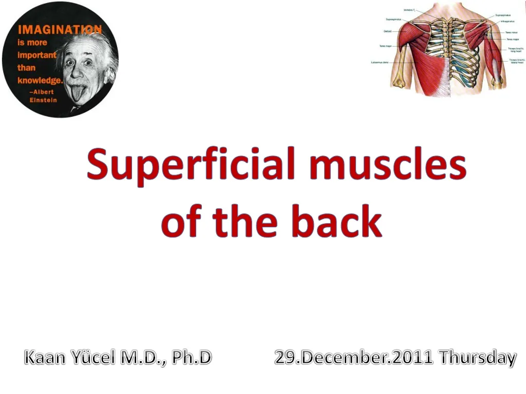 superficial muscles of the back n.