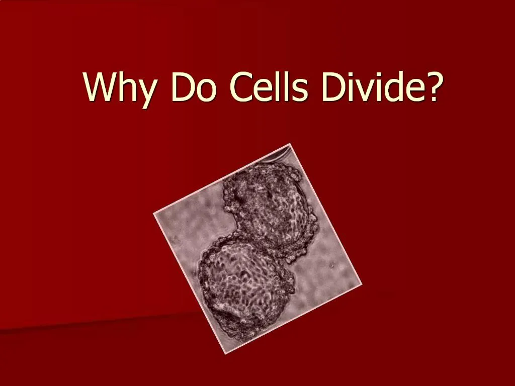 Ppt Why Do Cells Divide Powerpoint Presentation Free Download Id