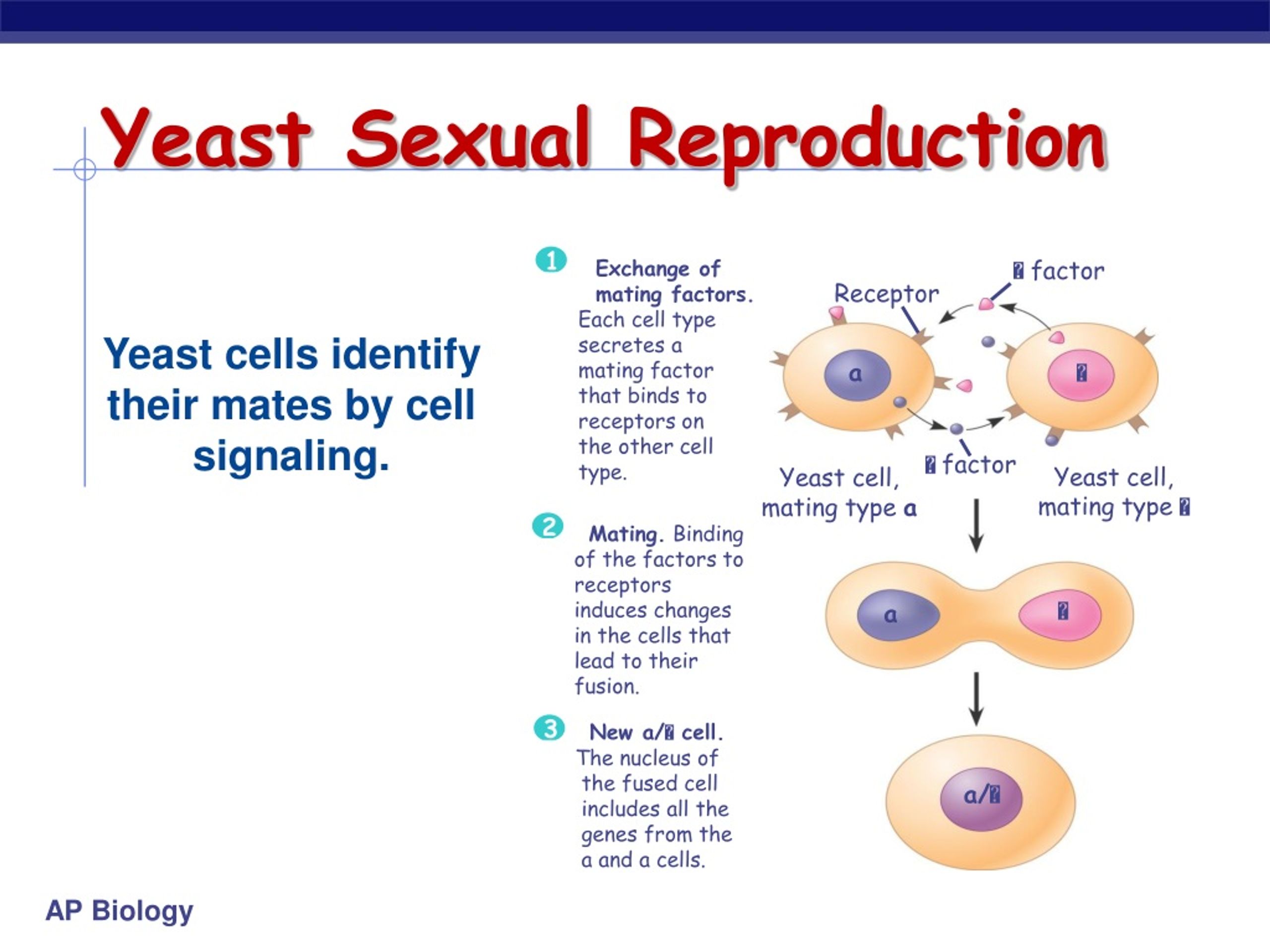 Each cell. Yeast Cell.