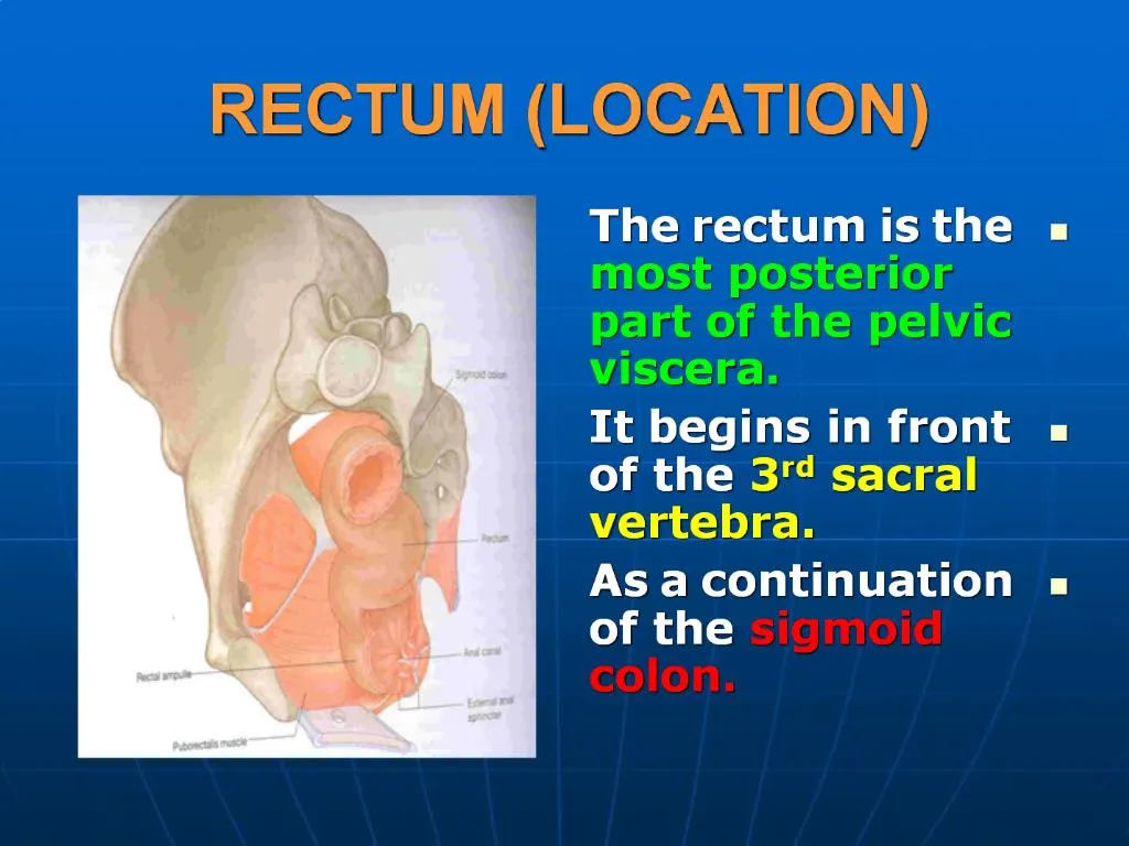 PPT - RECTUM LOCATION PowerPoint Presentation, free download - ID:645788