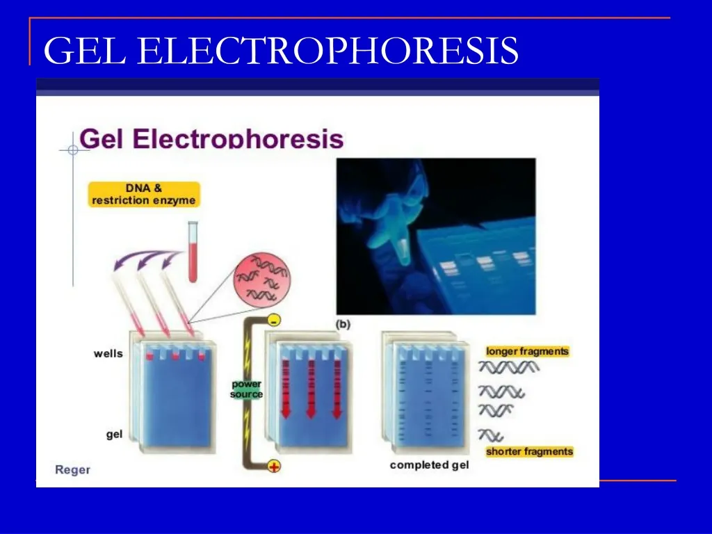 PPT GEL ELECTROPHORESIS PowerPoint Presentation Free Download ID