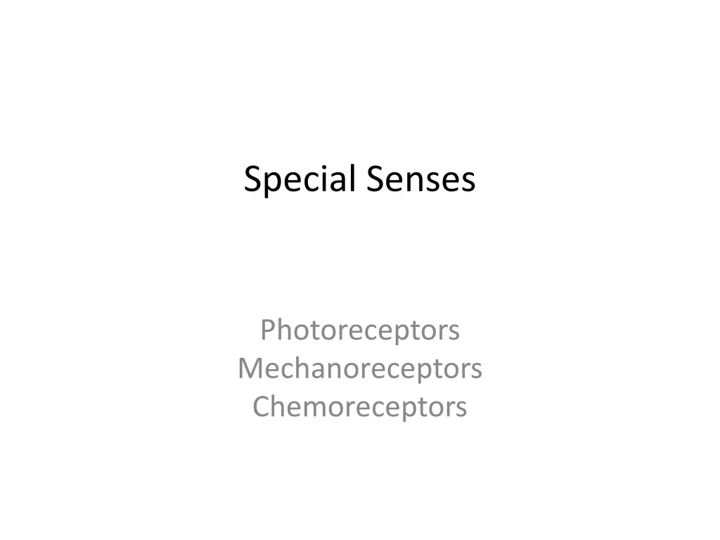 special senses n.