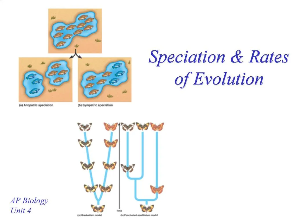 PPT - Speciation Rates Of Evolution PowerPoint Presentation, Free ...