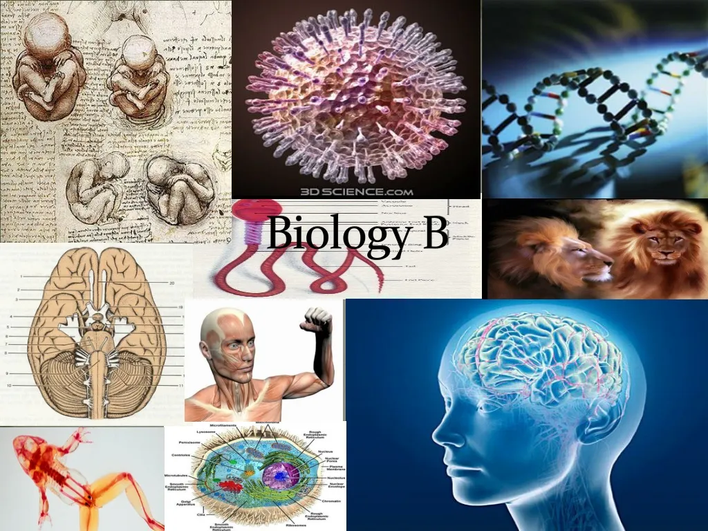 PPT - Biology B PowerPoint Presentation, Free Download - ID:661519