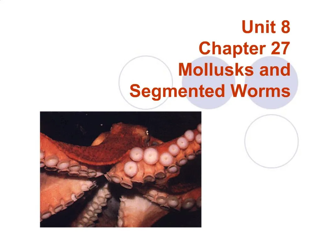 ppt-unit-8-chapter-27-mollusks-and-segmented-worms-powerpoint