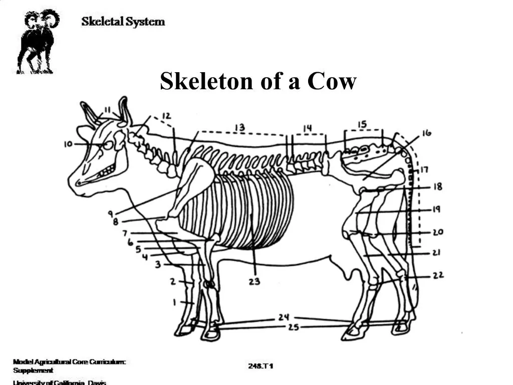 Cow Skeleton Quiz - All About Cow Photos