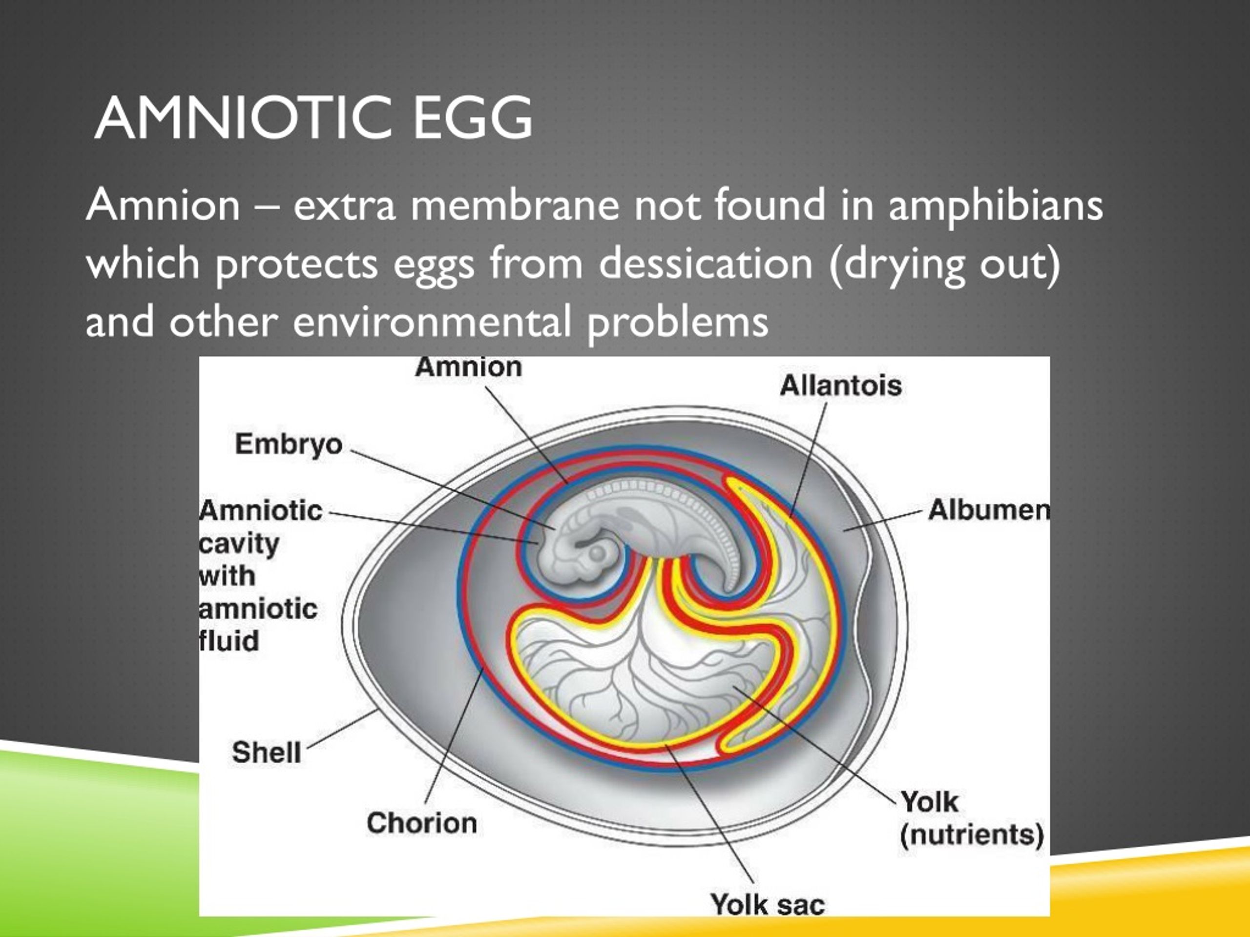 This Diagram Is Of An Amniote Egg What Is The Correct