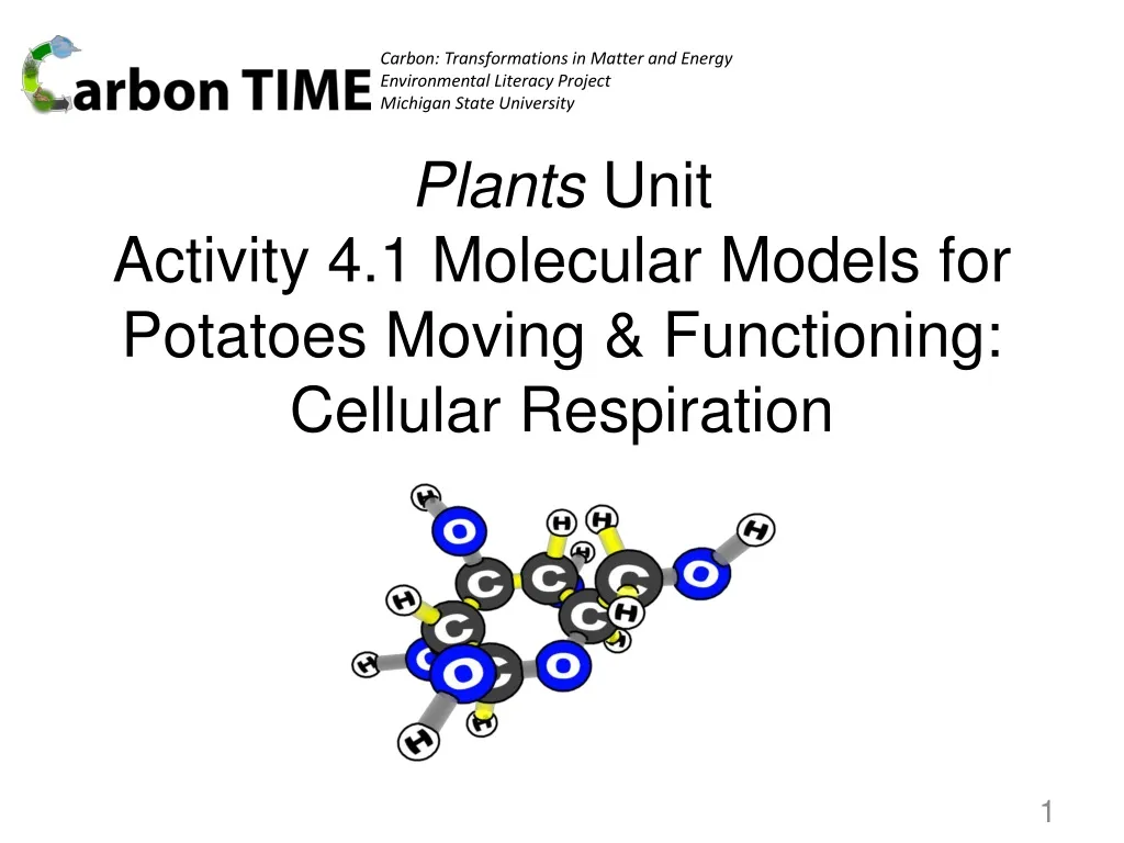 plants unit activity 4 1 molecular models for potatoes moving functioning cellular respiration n.