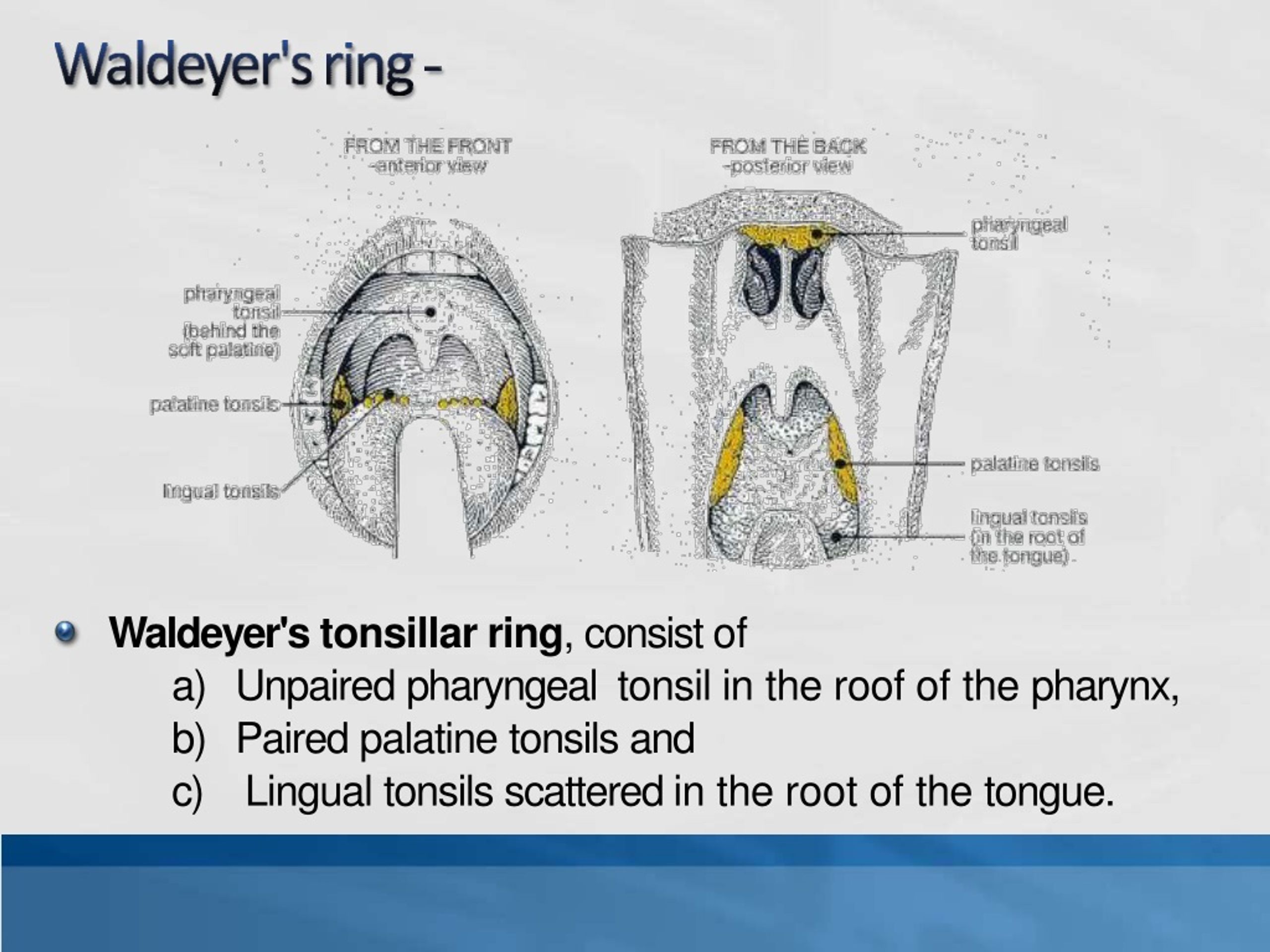 The Tonsils (Waldeyer's Ring) - Lingual - Pharyngeal - Palatine - Tubal -  Teach Me Anatomy - Studocu