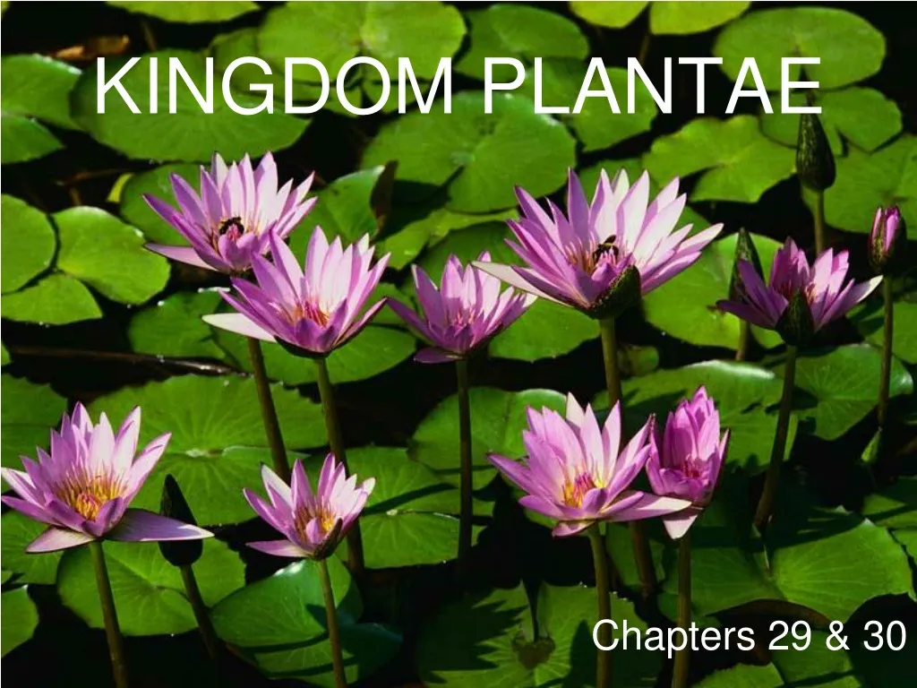 kingdom plantae n.