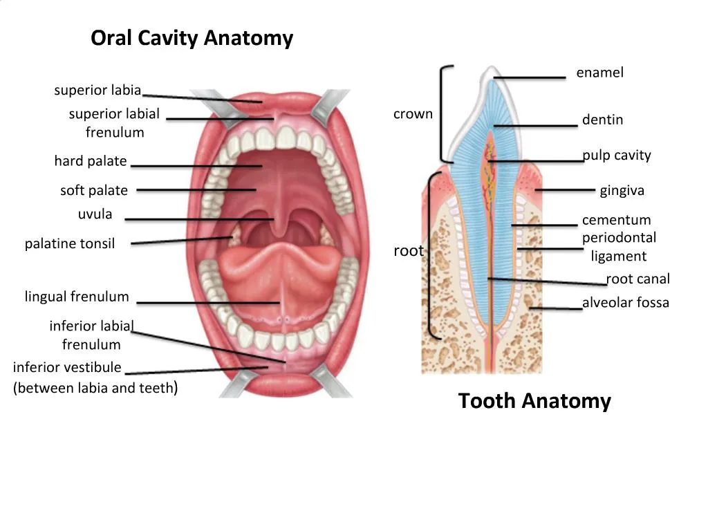 presentation of oral cavity