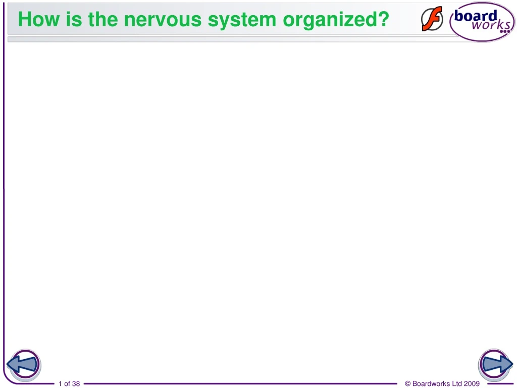 how is the nervous system organized n.