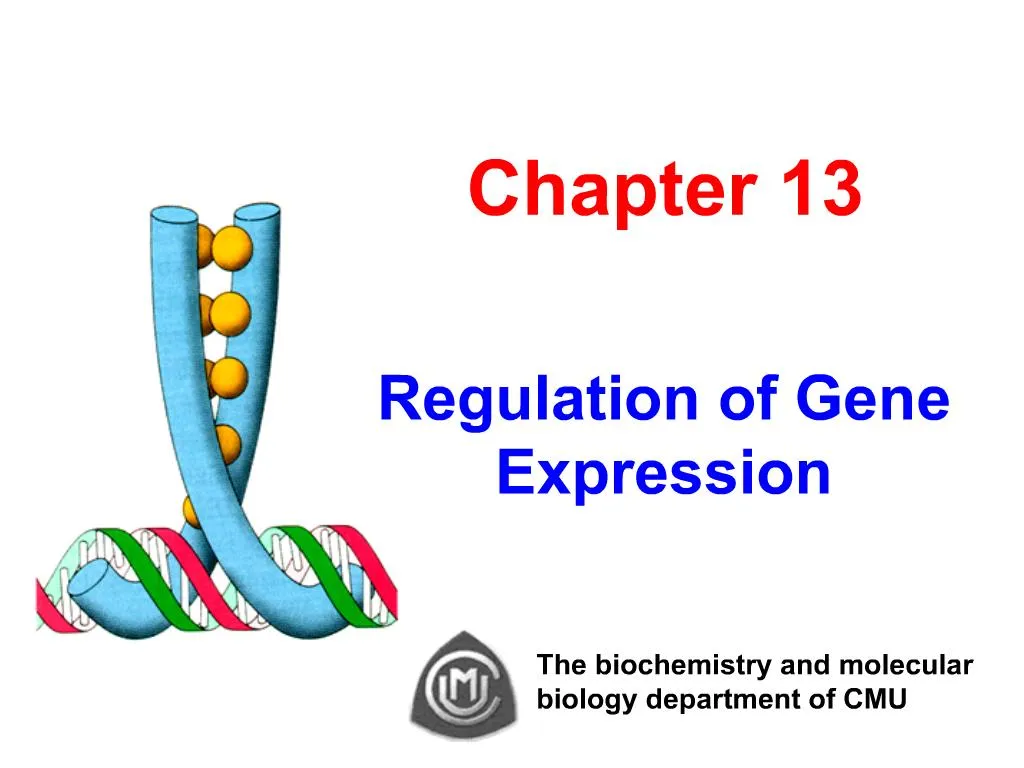 does the promotee regulate gene expression
