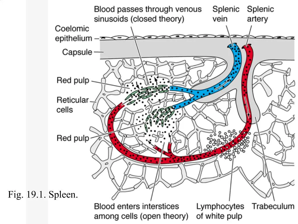 PPT - Fig. 19.1. Spleen. PowerPoint Presentation, free download - ID:706179
