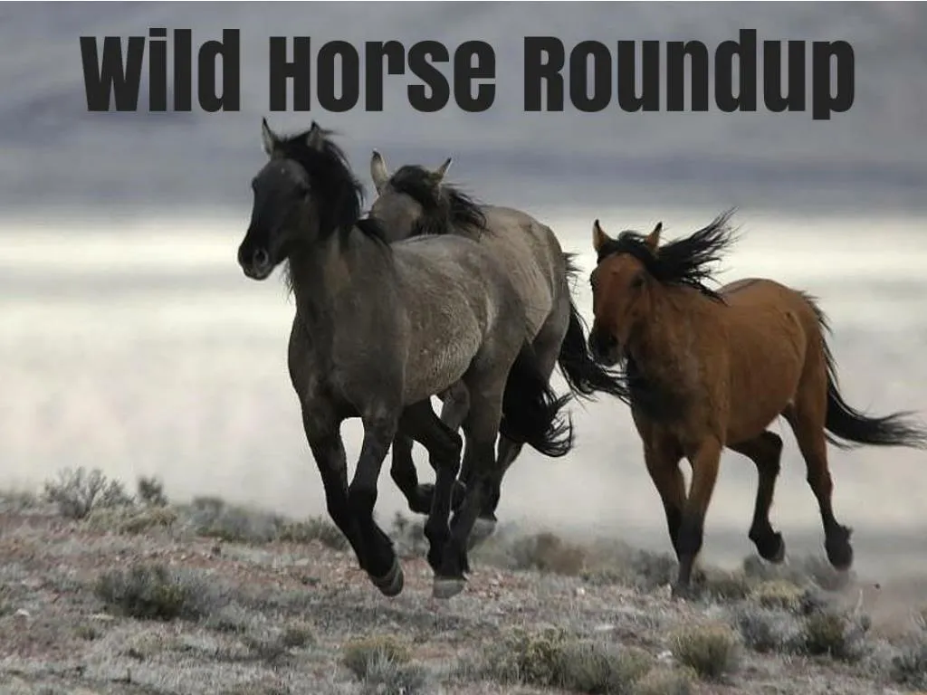 PPT Wild Horse Roundup PowerPoint Presentation, free download ID