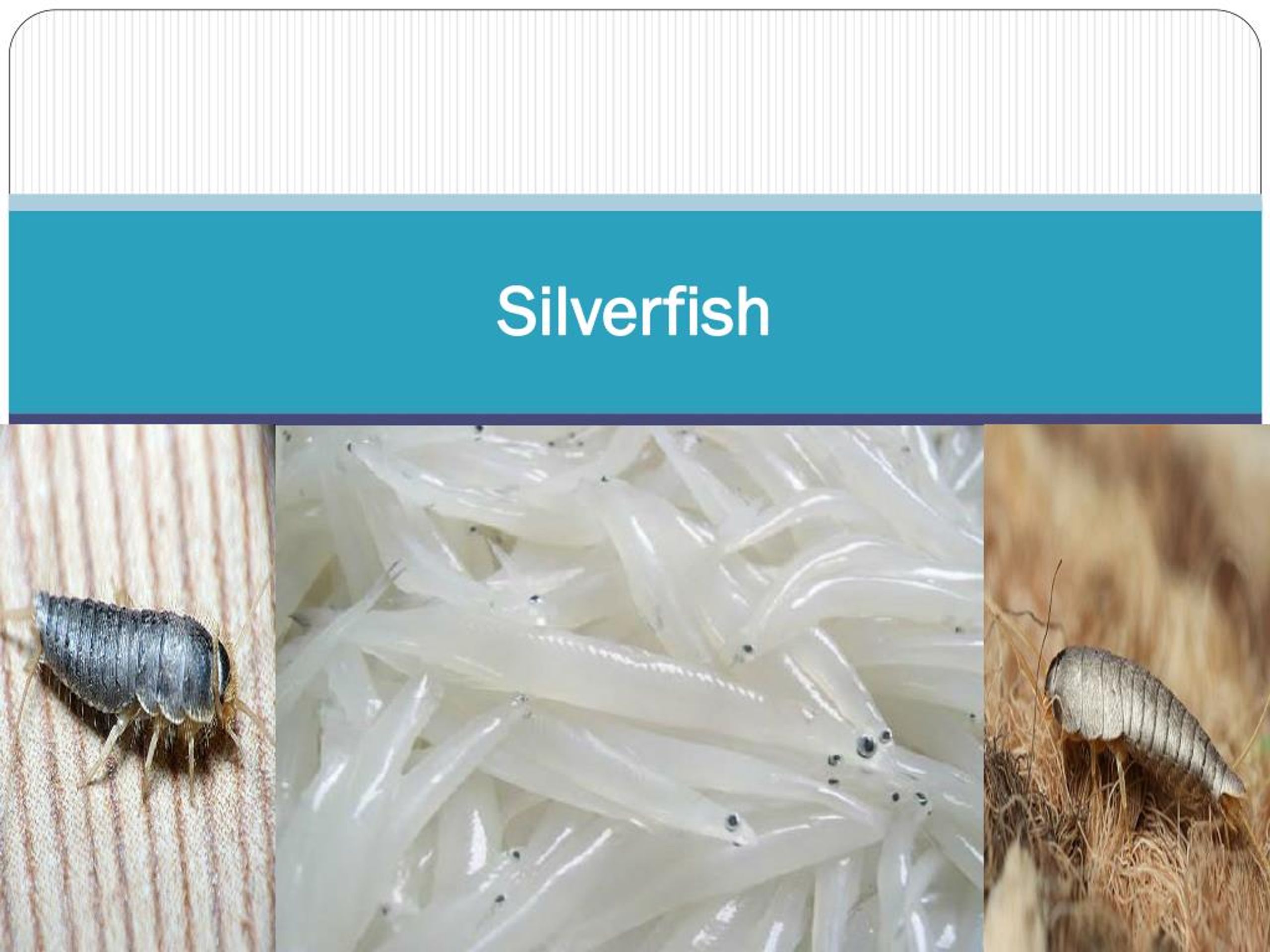 PPT - Silverfish PowerPoint Presentation, free download - ID:7134097