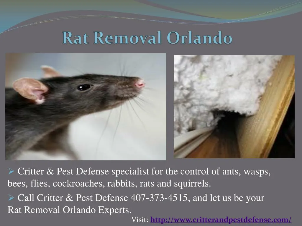 rat removal orlando n.