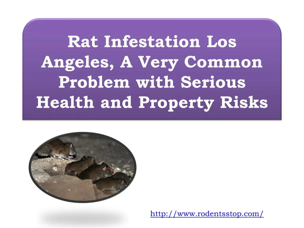 rat infestation los angeles a very common problem with serious health and property risks n.