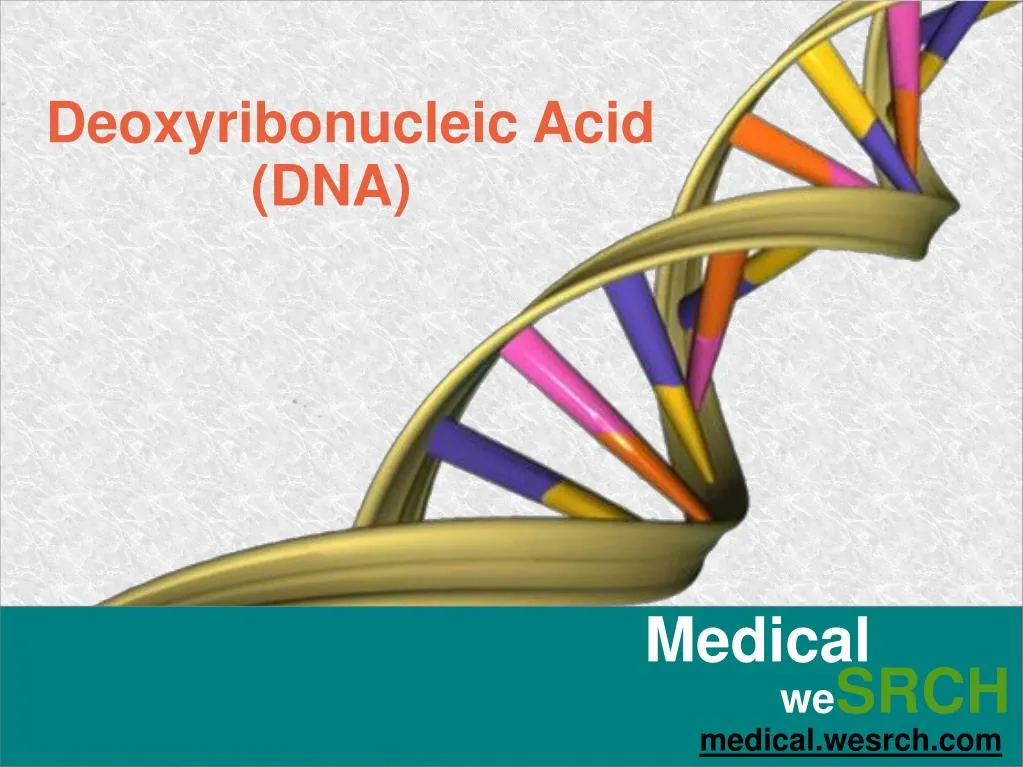 Ppt Deoxyribonucleic Acid Dna Powerpoint Presentation Free Download Id7136375