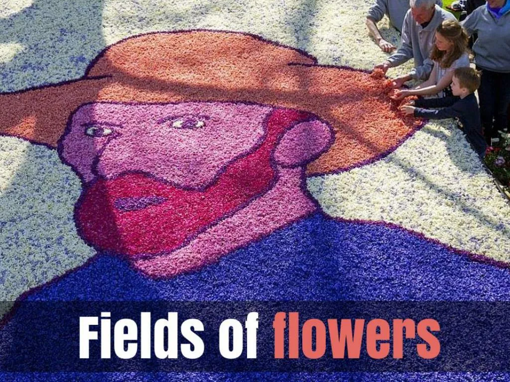 fields of flowers n.