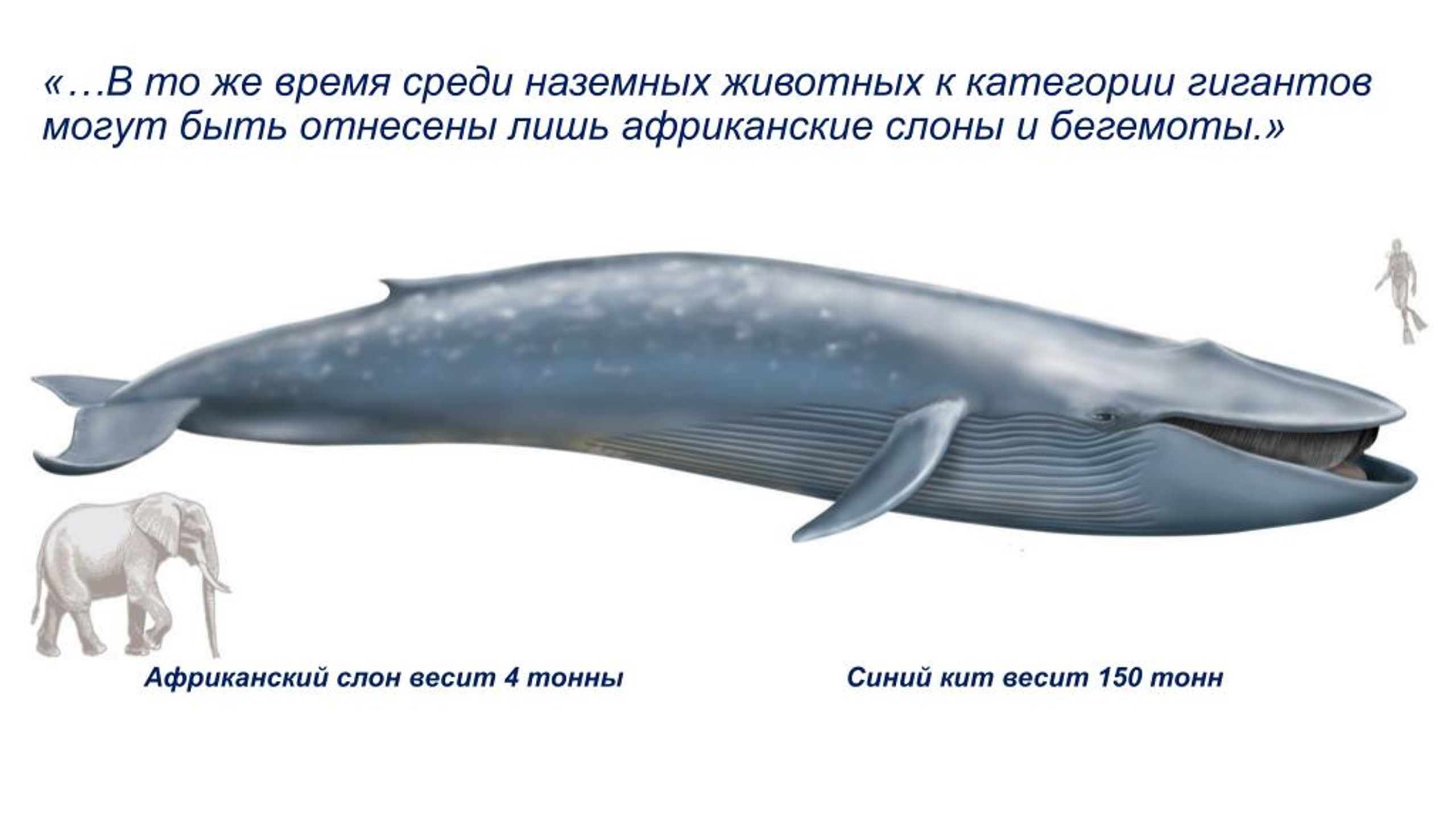 Кто больше слон или акула