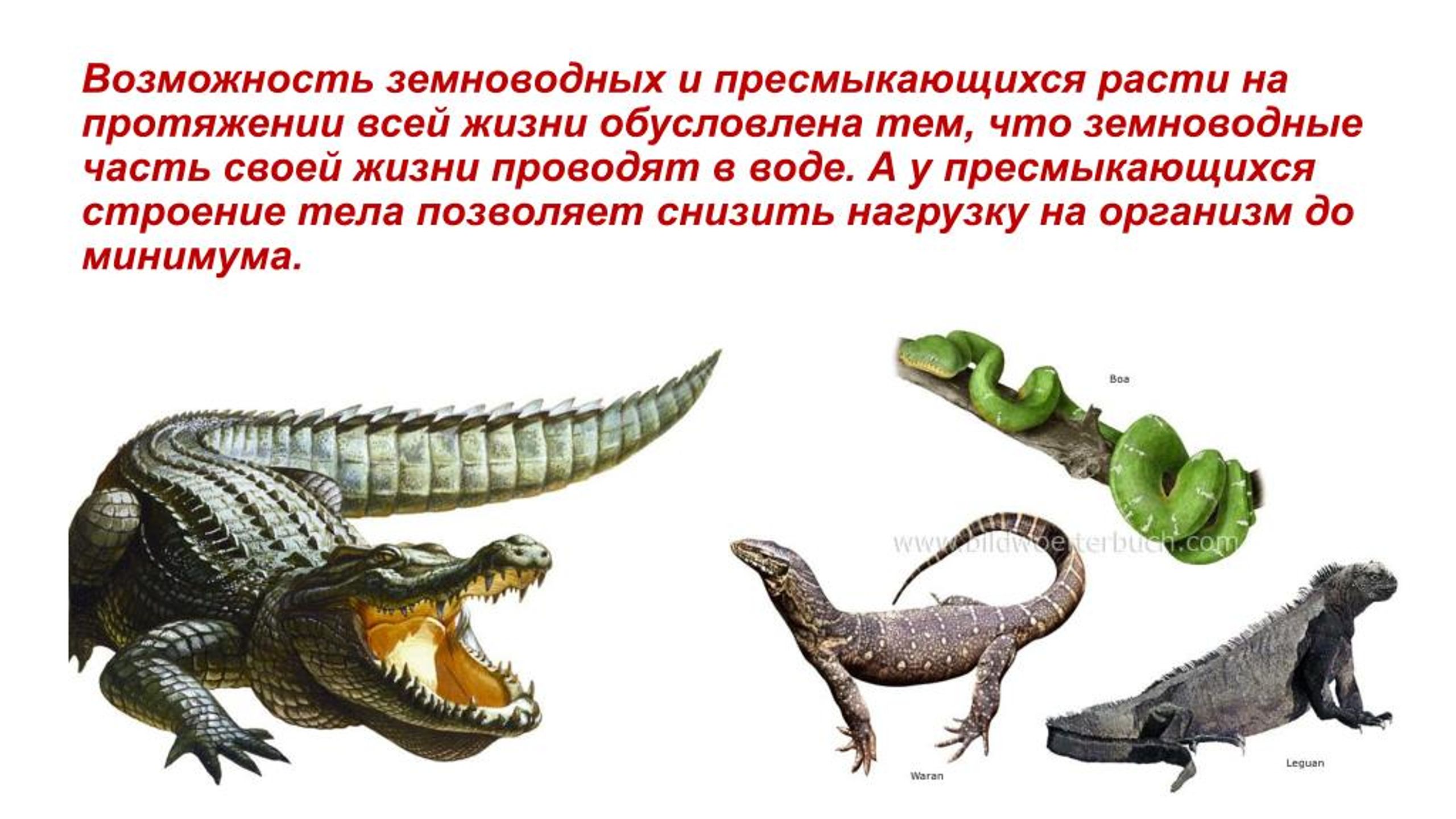 Отличие рептилий от земноводных. Земноводные и пресмыкающиеся. Земноводных и пресмыкающихся. Пресмыкающиеся и рептилии разница.