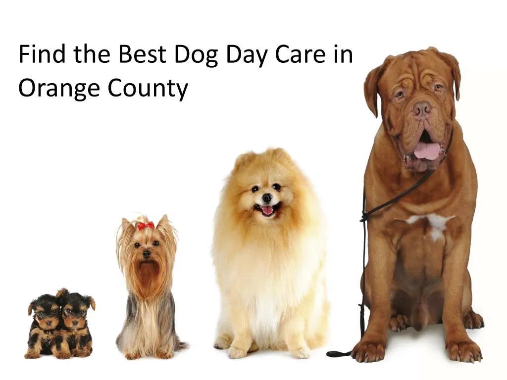 PPT Find the Best Dog Day Care in Orange County PowerPoint