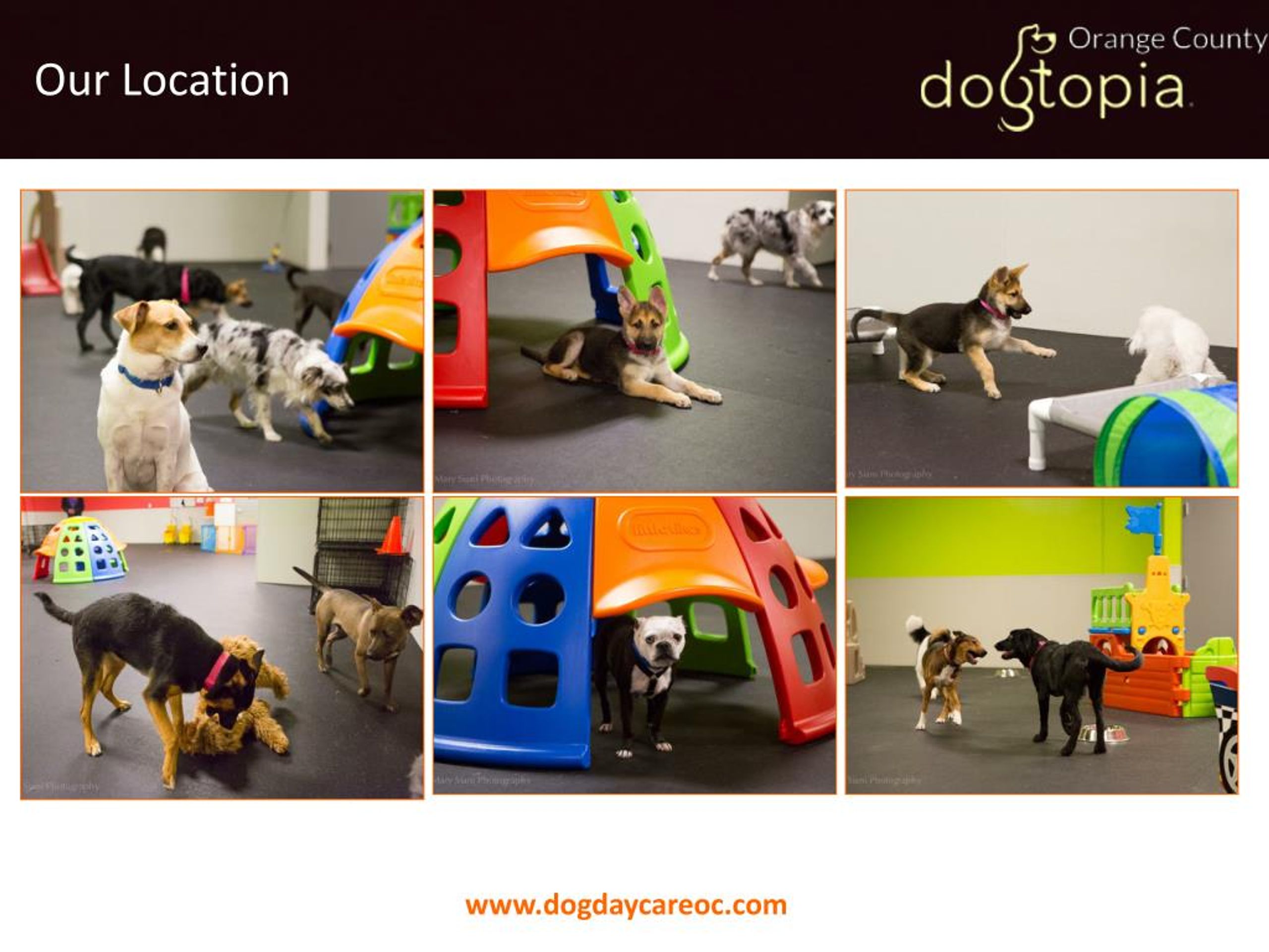 dogtopia grooming prices