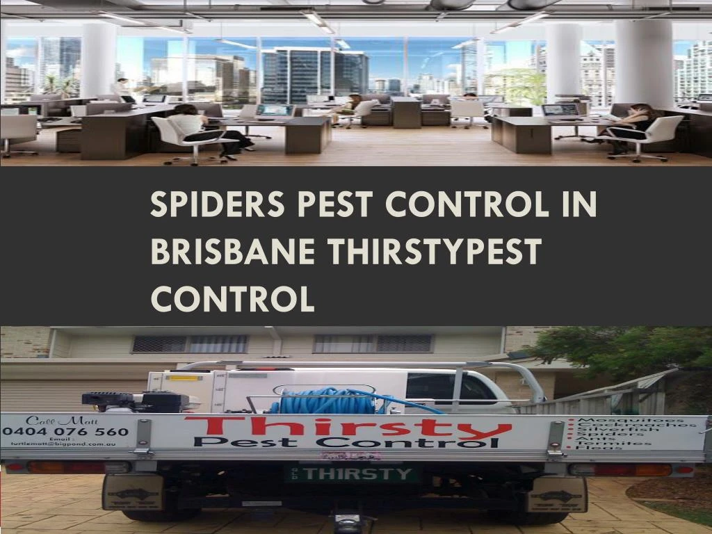 spiders pest control in brisbane thirstypest control n.