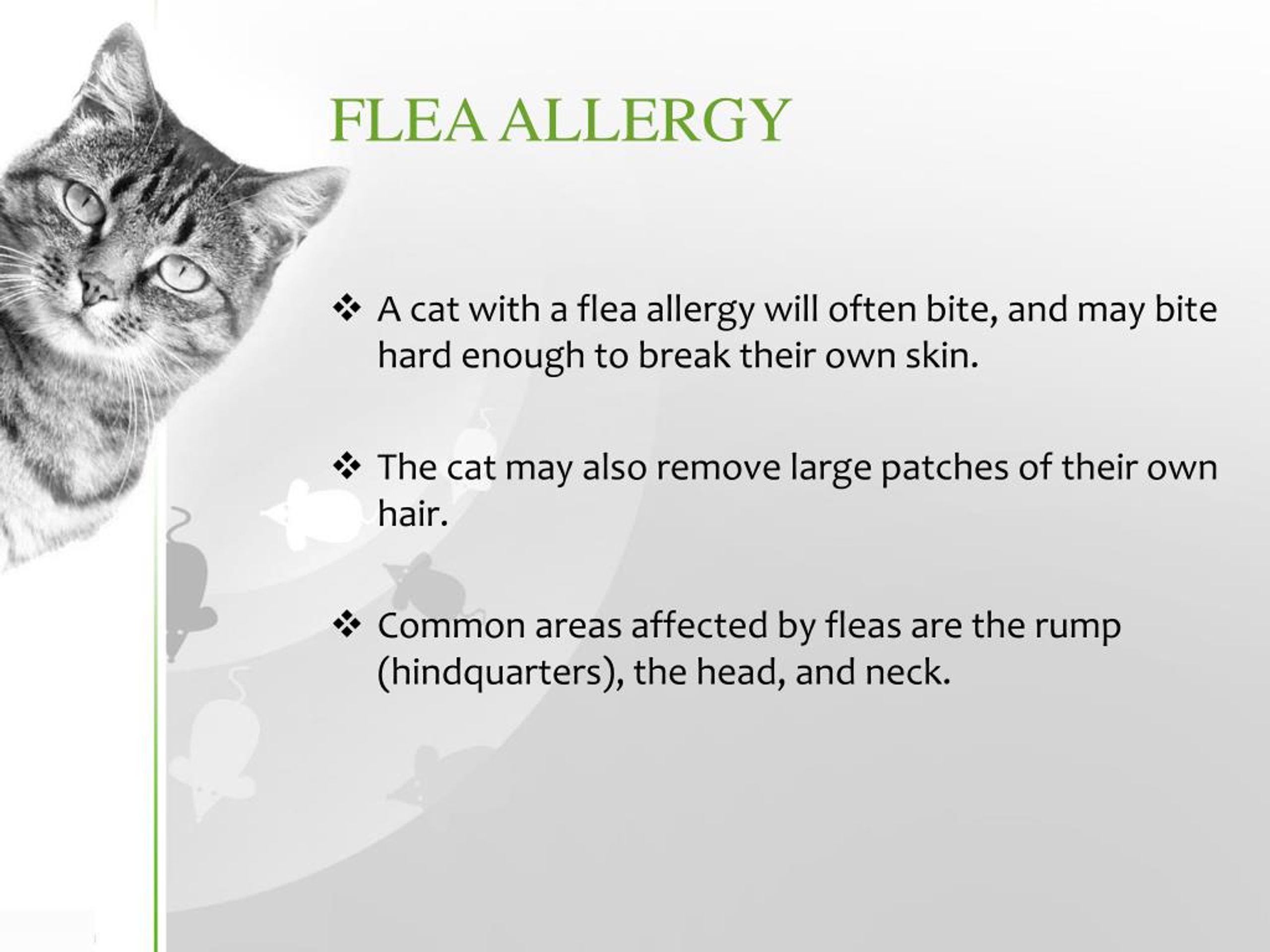 PPT Cat Allergies PowerPoint Presentation, free download ID7181663