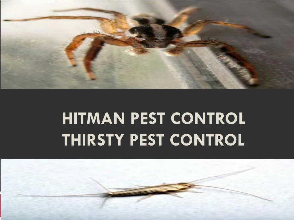 hitman pest control thirsty pest control n.