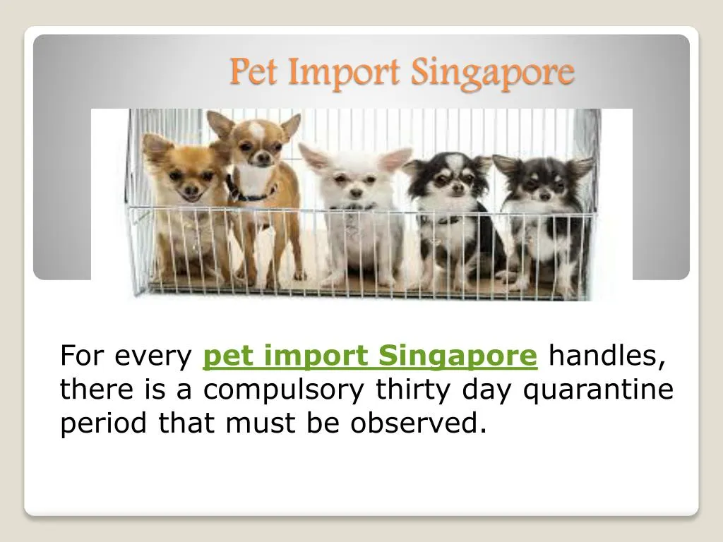 pet import singapore n.
