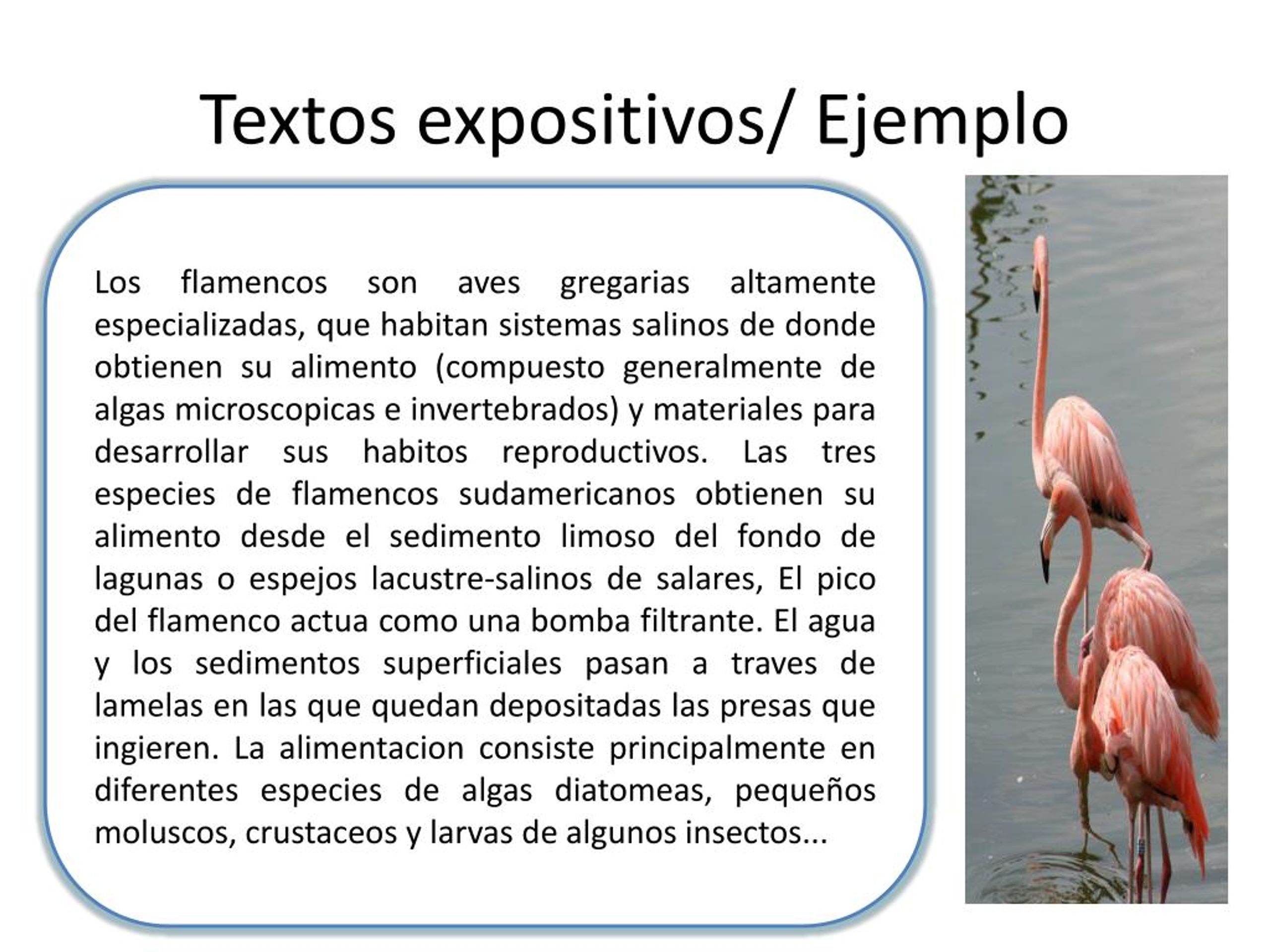 Ejemplo De Texto Expositivo Corto Para Niños De Animales